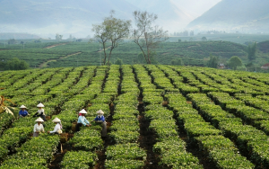 số điện thoại bảo hiểm xã hội huyện Tam Đường