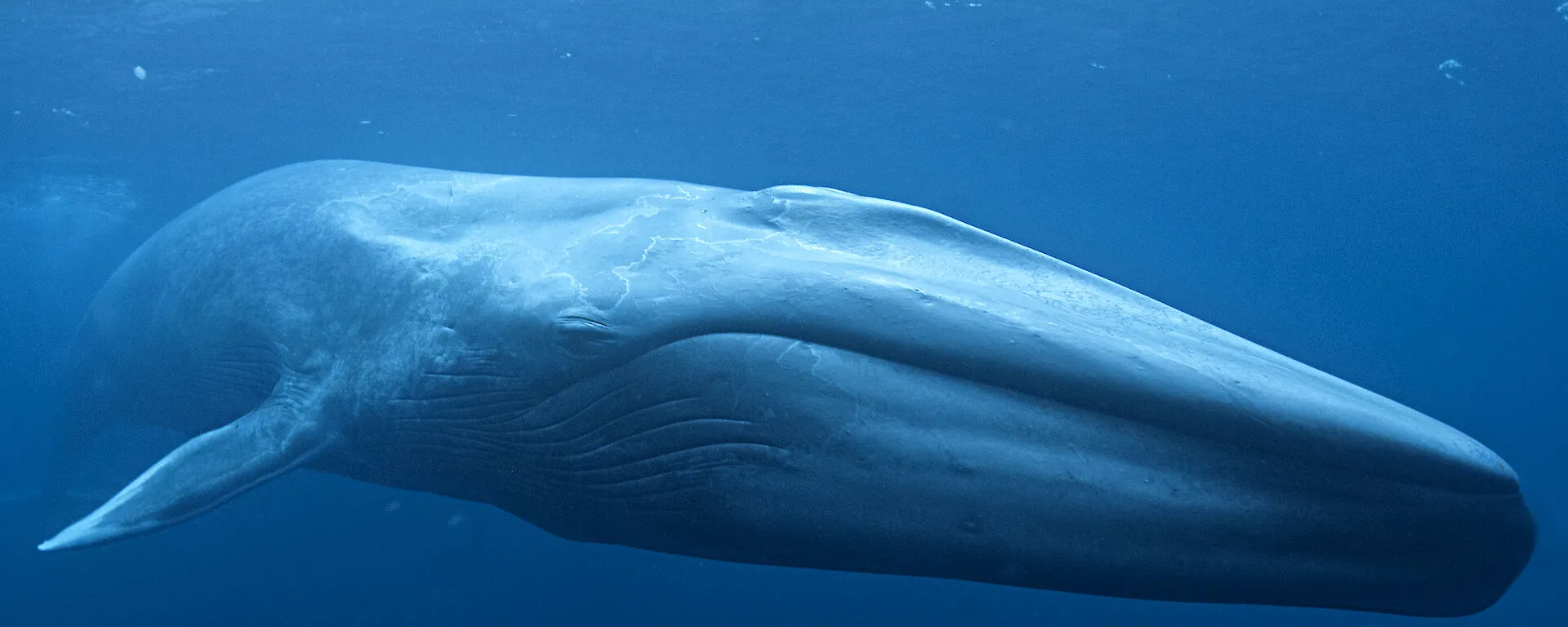 Tại sao cá voi xanh có nguy cơ tuyệt chủng?