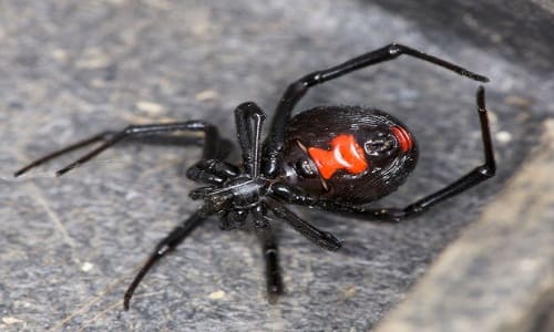 Top 7 loài nhện đáng sợ nhất thế giới