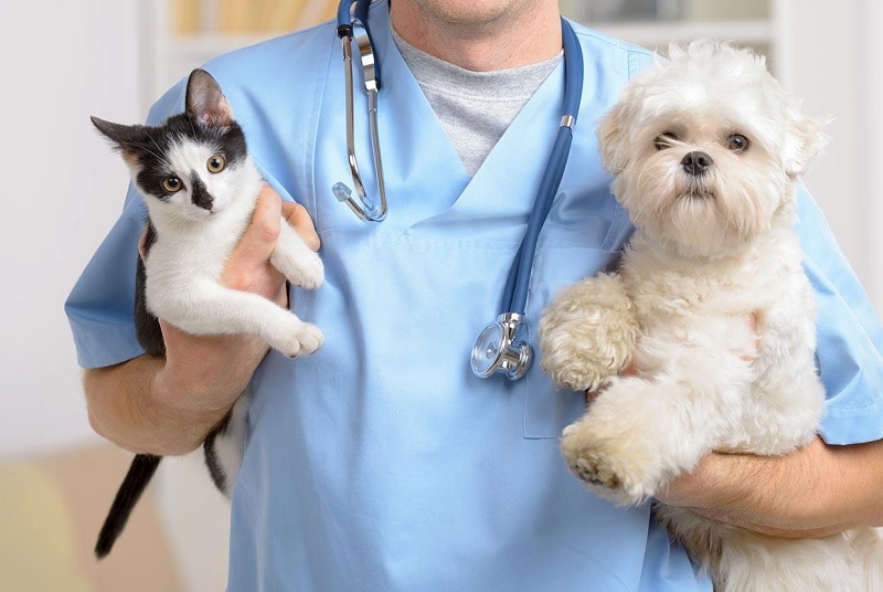 Bác sỹ thú y là gì? Bác sỹ thú y làm những công việc gì?