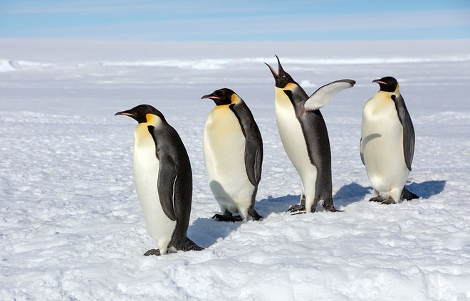 Vì sao lông chin cánh không bao giờ bị đóng đá? Chim cánh cụt sống ở đâu