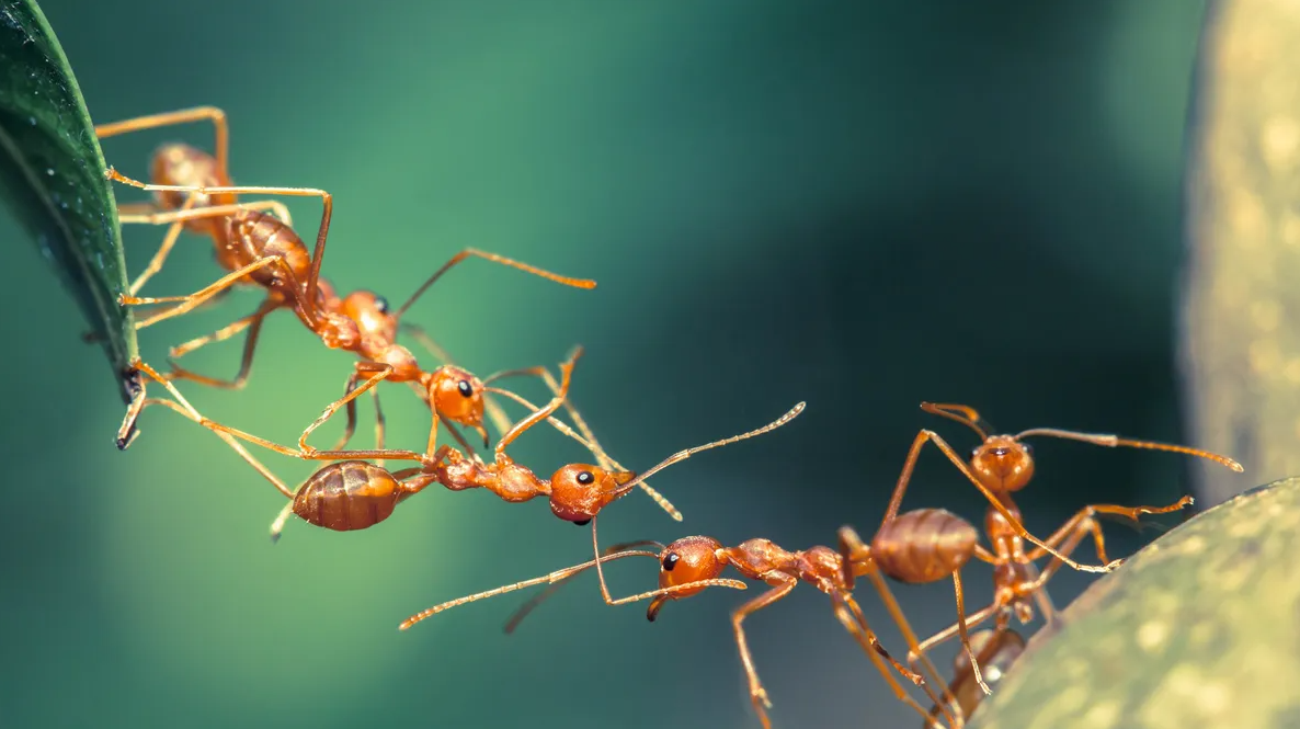 Vì sao kiến có thể nâng được vật nặng hơn nhiều lần cơ thể?