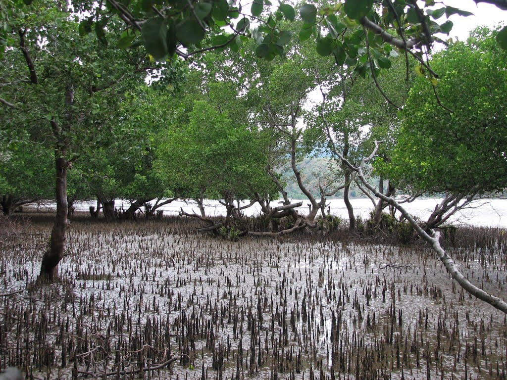 Rừng ngập mặn là gì? Vai trò của rừng ngập mặn với hệ sinh thái?