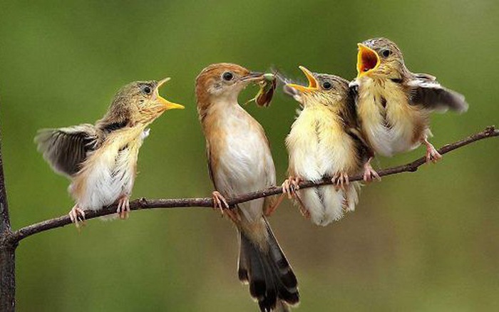 Tại sao chim sẻ ăn hạt nhưng lại nuôi con bằng sâu?