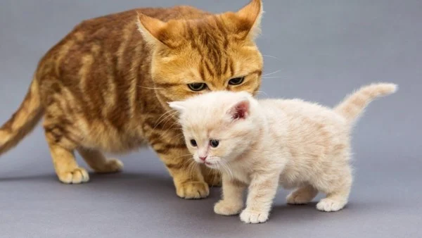 Vì sao mèo mẹ hay liếm mèo con? Thói quen thú vị của loài mèo