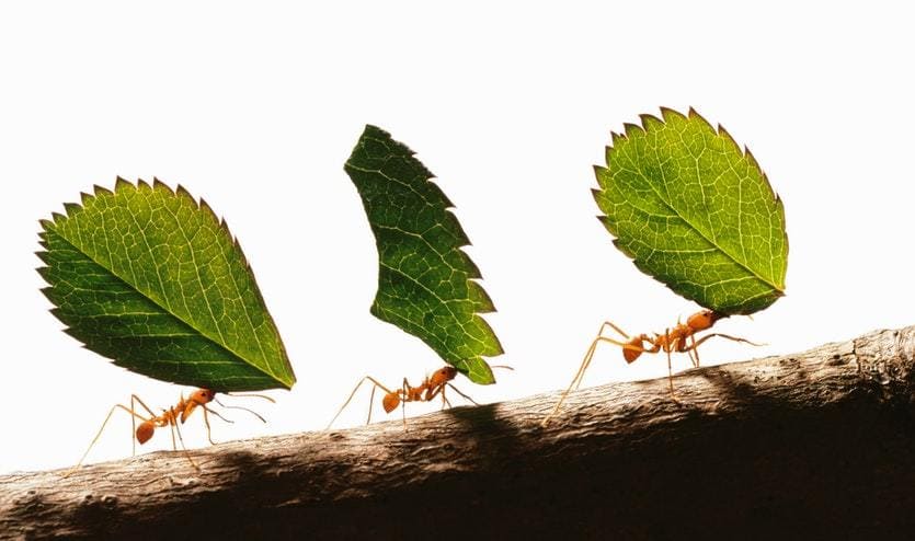 Vì sao kiến có thể mang được vật nặng gấp nhiều lần cơ thể?